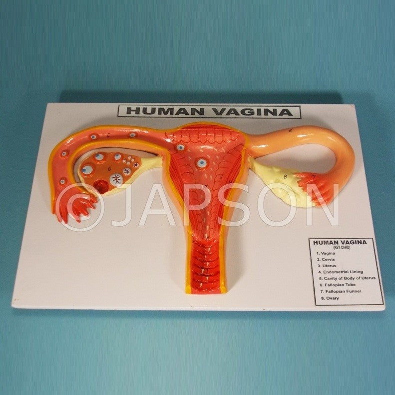 Human Vagina Model Human Vagina Model
